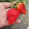 四季草莓苗基地直销 法兰地草莓苗多少钱一棵 草莓苗量大优惠