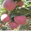 苹果树基地批发新品种苹果树 优质苹果树 嫁接富士苹果树价格