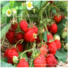 菠萝莓草莓苗 口味 香甜 随珠草莓苗 开元园艺场 大量供应