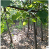 厂家处理 8-10-12公分大规格杏树 品种齐全 供应占地杏树