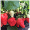 山東基地常年直銷草莓苗 晚熟品種 豐產 酸甜適中 全明星草莓苗