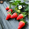 草莓苗量大优惠红颜甜宝草莓苗现挖现卖可当年结果采摘食用草莓苗