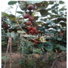 批發優質獼猴桃樹 紅陽獼猴桃樹價格優惠 品質優良 歡迎選購