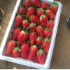 红颜草莓苗根系发达 现挖现卖草莓苗品种齐全 量大优惠地栽草莓苗