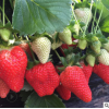 远大农业基地直销草莓苗 根系发达易成活香味浓 甜味大甜查理莓苗