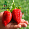 甜寶草莓苗現挖現賣根系發達易成活草莓苗豐產穩產個大味美草莓苗