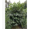 批发苗圃种植四川成都茶花球，50-80cm，丛生茶花，绿化苗木基地