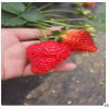 厂家直销优良草莓苗 南北种植当年结果草莓苗 红颜草莓苗