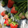 红颜草莓苗现挖现卖量大优惠奶油草莓苗可南北方种植地栽草莓苗