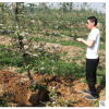 新品种苹果烟富系列大苹果树苗基地直销苹果树苗嫁接苹果树带土球