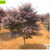 基地直销火焰红枫树 3公分-10公分以上名贵树种彩色树木 中国红枫