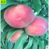 桃树新品种种植基地 稳产 货源充足 05 08 1 2 公分 永莲蜜桃树