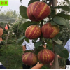 早酥红梨树种植基地 丰产性强 秋月（08 1 2 3）公分 品种梨树