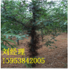 *供應12公分皂角樹 規格齊全 3 4 5 6 8 10公分皂角樹 樹直 皂角