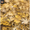 鸡油菌 黄金菇 榆黄蘑干货大量批发500g福建特产干货