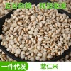 现货供应 养生小薏仁米 五谷杂粮 贵州好品质多用薏米 薏仁米