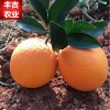 丰吉农业新鲜水果赣南脐橙皮薄多汁寻乌橙子时令水果10斤包邮