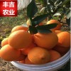 一件代发江西赣南脐橙脐橙新鲜水果批发时令水果5斤装包邮