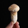 云南野生松茸5-7冻干整菇批发自然美味野生菌菇朵松茸30g装