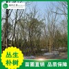 丛生朴树 供应优质朴树供应园林绿化工程 庭院绿化树木丛生朴树