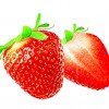 丹东新鲜草莓 田野草莓 99新鲜水果 有机草莓 国产草莓 3斤T级省内包邮