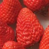 恒信新鲜草莓 有机九九草莓 红颜草莓 国产草莓 产地直发 6斤 省内包邮