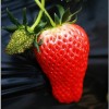 丹东新鲜草莓 99新鲜水果 国产草莓利群草莓 有机草莓15斤包邮 九九红颜