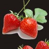 丹東新鮮草莓 99 利群草莓 新鮮水果 國產草莓 九九紅顏有機草莓15斤包郵