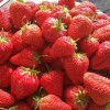 于家新鮮草莓 東港 九九草莓 正宗馬家崗草莓 國產草莓 味道甜美 口感細膩 9斤裝