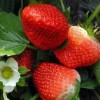 荣升草莓 新鲜国产草莓 甜美多汁 红颜九九草莓 草莓批发 6斤装