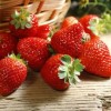 国产草莓 荣升草莓 红颜九九新鲜草莓 甜美多汁 草莓批发 6斤装