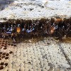 蜂巢蜜整张老巢脾蜜蜂窝蜜成熟封盖原蜂蜜百花蜜整脾新品批发包邮