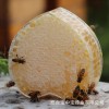巢蜜蜂蜜农家自产蜂巢蜜老蜂巢蜂窝野生土蜂蜜嚼着吃250g盒装
