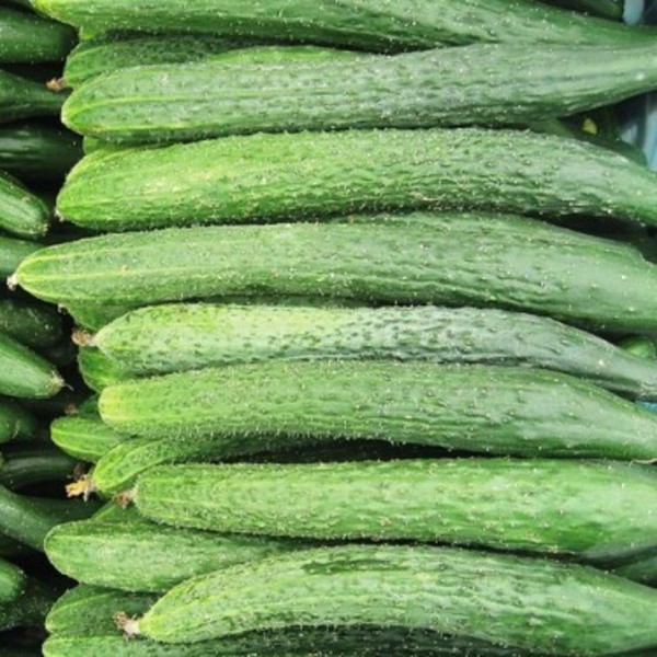 【绿丰盈蔬菜】黄瓜 绿色新鲜无公害 农家养殖蔬菜