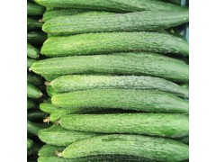 【绿丰盈蔬菜】黄瓜 绿色新鲜无公害 农家养殖蔬菜
