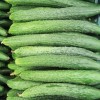 【綠豐盈蔬菜】黃瓜 綠色新鮮無公害 農家養殖蔬菜