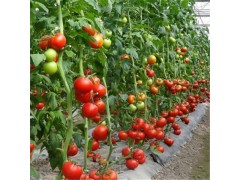 供应新鲜西红柿 绿色天然蔬菜 批发价格优惠 欢迎订购
