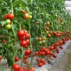 供应新鲜西红柿 绿色天然蔬菜 批发价格优惠 欢迎订购