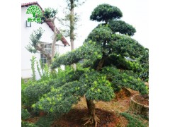 景观特选树 精品造型罗汉松 特选造型罗汉松 点景树 欢迎咨询