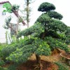 景观特选树 精品造型罗汉松 特选造型罗汉松 点景树 欢迎咨询