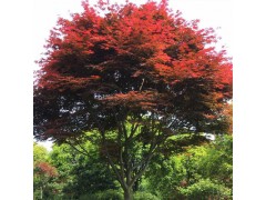 红枫基地直供1-25公分露地园林植物常绿日本红枫美国红枫绿化盆栽
