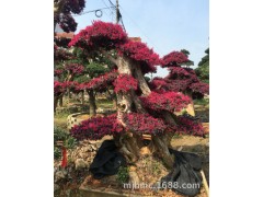 供应【 红花继木桩 】多年精品造型,别墅风景树，花开红色