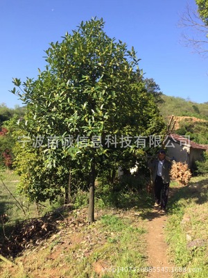 苦丁茶树苗15-18公分大叶冬青红果茶树四季常青树种基地直供