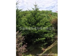 基地供应日本冷杉高度4米 5m 6米四季常青别墅厂房圣诞树推荐树种
