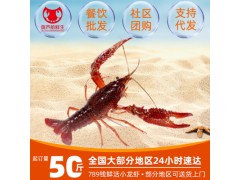 6789钱湖南湖北武汉清水活体小龙虾肉苗水产新鲜龙虾养殖基地海鲜