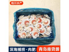 青岛冷冻海鲜批发 半壳扇贝 日本料理烧烤火锅用半壳扇贝
