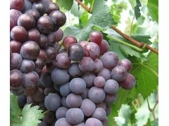 供應 新鮮葡萄水果優質培育醉金 巨峰葡萄