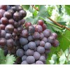 供应 新鲜葡萄水果优质培育醉金 巨峰葡萄