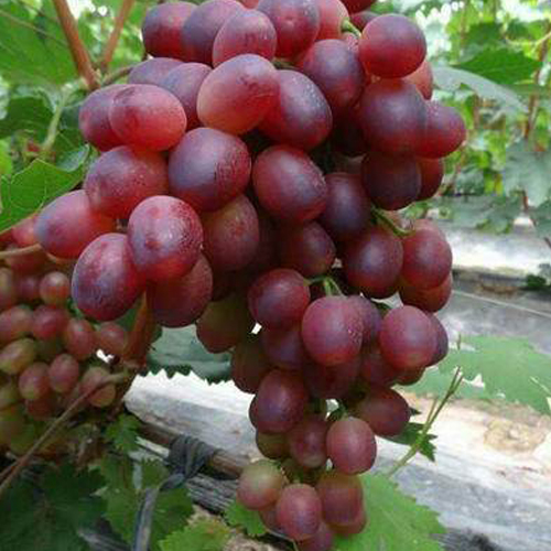 红巴拉多 新鲜水果 国产红巴拉多 香甜葡萄 细嫩多汁