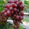 红巴拉多 新鲜水果 国产红巴拉多 香甜葡萄 细嫩多汁